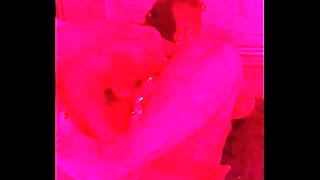 Stud Fingerfucking BBW in Red Light